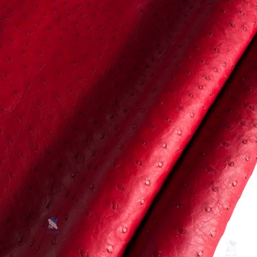 PREMIUM FULL-QUILL OSTRICH SKIN – POWERFUL RUBY RED